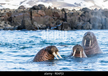 Macho adulto la morsa del Atlántico (Odobenus rosmarus rosmarus), Kapp Lee, Edgeoya, el archipiélago de Svalbard, ártico, Noruega, Europa