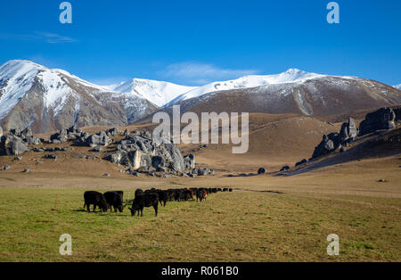 Las vacas en el paddock de forraje de invierno un alto Country Farm cerca de Castle de rocas y montañas nevadas