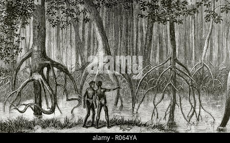 África. Expedición británica en la región del Congo. El bosque de manglares en un pantano. Grabado. La ilustracion española y americana, 8 de febrero de 1876.