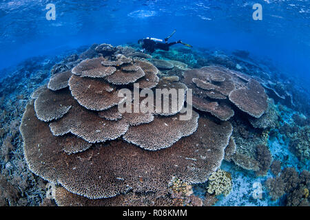 Scuba Diver femenino fotografías gran colonia de Acropora tabla corales. Raja Ampat, Indonesia. Abril, 2018. Foto de stock