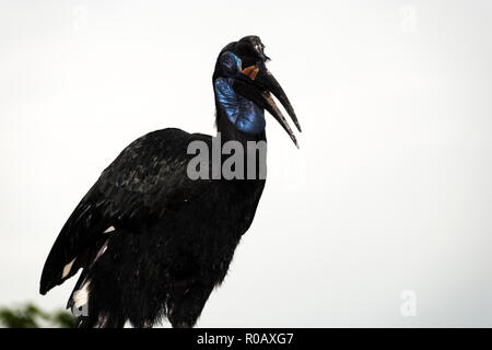 Tierra de Abisinia (Bucorvus abyssinicus bucero)