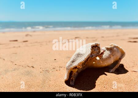 Coral muerto en una playa, playa Balgal, Queensland, Australia Foto de stock