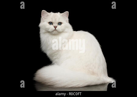 Adorable Gato raza británico de color blanco con ojos azules, sentada y mirando a la cámara aislada sobre fondo negro, vista frontal
