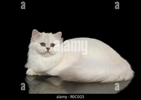 Lindo Gato raza británica, color beige con ojos azules, mintiendo y parece curioso sobre fondo negro aislado, vista lateral