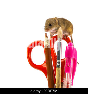 Tijeras, Lápiz, Pincel o Lápiz Utensilios de oficina con harvest ratón (Micromys minutus) y trazado de recorte como un concepto para demorar la tarea Foto de stock