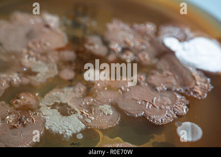Placa de Petri con diversas bacterias colonias en agar.