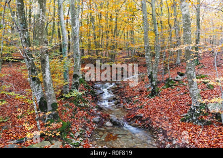 Bosque de hayas en otoño con la celebración Creek en el Parque Natural del Montseny, Cataluña Foto de stock