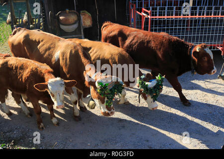 Rinder, Kühe, Kälbchen und Bullen, mit Blumen geschmückt, beim Weideabtrieb Foto de stock