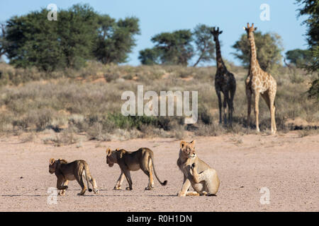 Caminar leones (Panthera leo) vigilado por la jirafa (Giraffa camelopardalis), el Parque Transfronterizo Kgalagadi, Sudáfrica Foto de stock