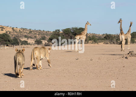 Caminar leones (Panthera leo) vigilado por la jirafa (Giraffa camelopardalis), el Parque Transfronterizo Kgalagadi, Sudáfrica, enero de 2018 Foto de stock