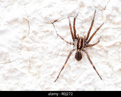 Araña Lobo europeo o falso Tarantula Hogna radiata. Macro. Sobre pared blanca.