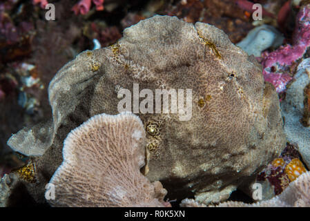 Un gigante frogfish sentado en una esponja, Anilao, Filipinas. Foto de stock