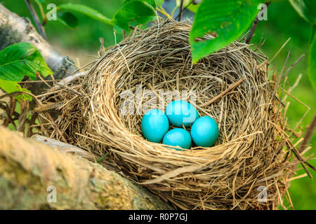 Blue petirrojos huevos en un nido en un árbol en el centro de Kentucky