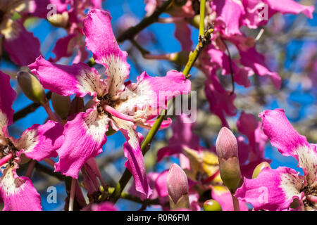 Vista de cerca de la flor de un hilo de seda (árbol de Ceiba speciosa), California Foto de stock