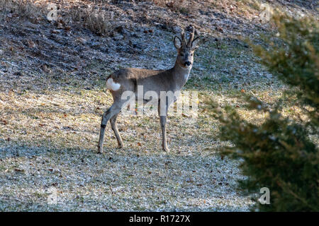 El corzo (Capreolus), Europa, Polonia