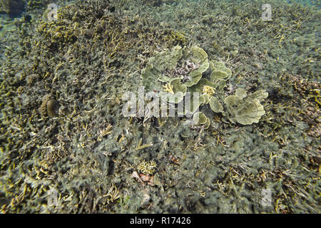Arrecifes de coral muertos causados por la contaminación del mar y el calentamiento global en Filipinas Foto de stock