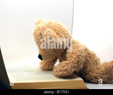 Lectura brown Teddy bear en fondo blanco. Foto de stock