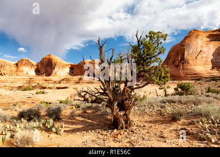 En el desierto de Arizona con textura, cactus, árboles y rocas Foto de stock