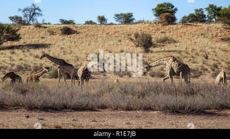Grupo de jirafas de diferentes edades caminando en Savannah, vistos a través de arbustos bajos desde la distancia.
