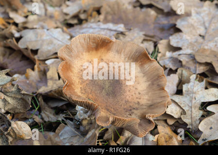 Armillaria ostoyae setas en hojas de roble Foto de stock
