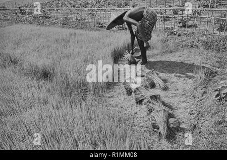 73/31 trasplantar arroz seedlingsi cerca de Gazipur 1980 Foto de stock