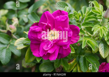 Rosa Hansa flor. Foto de stock