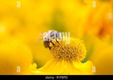 La abeja melífera (Apis mellifera) trabajador adulto alimentándose de Rudbeckia flores en un jardín. Carmarthenshire, Gales. Julio.