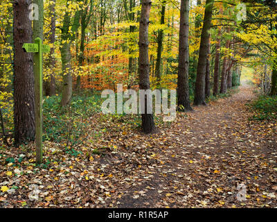 Ruta a través de otoño en Woodland Park Carpe Harrogate North Yorkshire Inglaterra Foto de stock