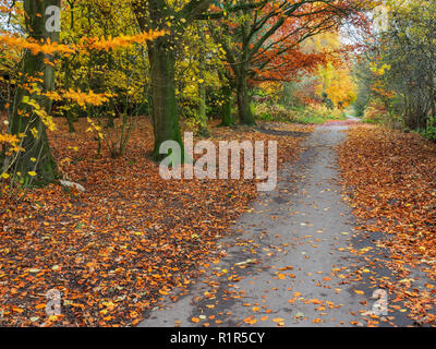 Ruta a través de otoño en Woodland Park Carpe Harrogate North Yorkshire Inglaterra Foto de stock