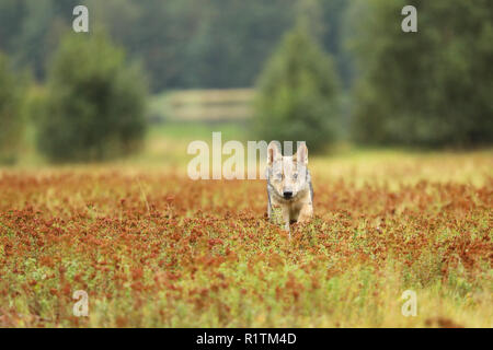Ejecutando cub de lobo euroasiático en otoño prado - Canis lupus - Vista frontal Foto de stock