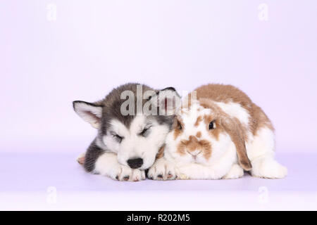 Alaska Malamute. Cachorro durmiendo (6 semanas) y Mini Lop bunny uno junto al otro. Studio picture, vistos contra un fondo de color rosa. Alemania Foto de stock