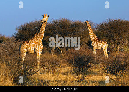 Dos jirafas de Angola o Namibia (jirafas, Giraffa camelopardalis angolensis) en la sabana, el Parque Nacional de Etosha, Namibia, África