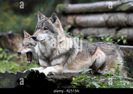 13 de noviembre de 2018, Schleswig-Holstein Großenaspe: lobos en su gabinete en Eekholt parque de juegos. Foto: Carsten Rehder/dpa Foto de stock