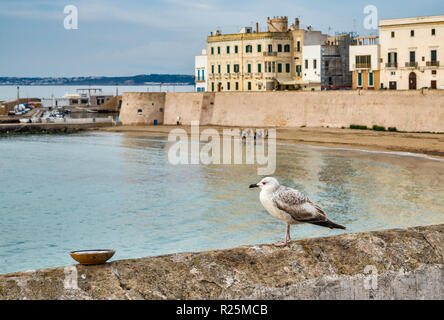 Gaviota de pared en el mar, Mar Jónico Waterfront, en la Riviera Sauro, boulevard en Gallipoli, Puglia, Italia Foto de stock