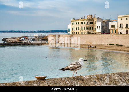 Gaviota de pared en el mar, Mar Jónico Waterfront, en la Riviera Sauro, boulevard en Gallipoli, Puglia, Italia Foto de stock