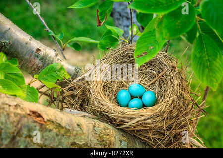 Blue petirrojos huevos en un nido en un árbol en el centro de Kentucky