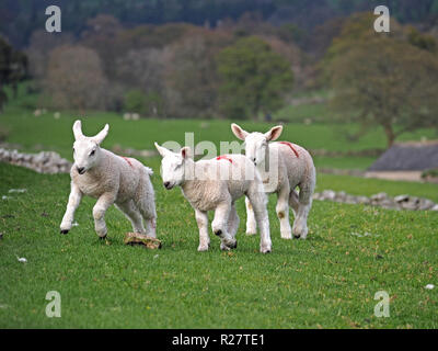 Tres corderos de primavera retozando en Cumbria a pesar del clima invernal. Día nublado en Cumbria, Inglaterra Reino Unido. Foto de stock