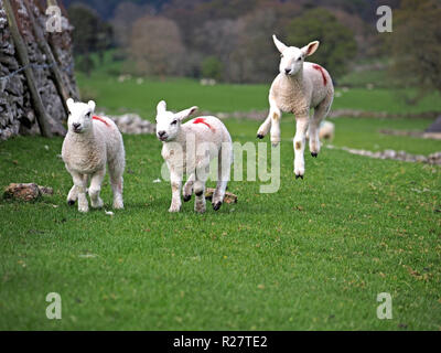Alta flier - uno de tres corderos descontrol en Cumbria salta de alegría con exuberancia a pesar del clima invernal unseasonable Foto de stock
