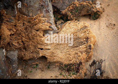 Gusanos (Sabellaria alveolata panal) sobre las rocas expuestas en la marea baja en Duckpool Bay. Cerca de Bude, North Cornwall Foto de stock