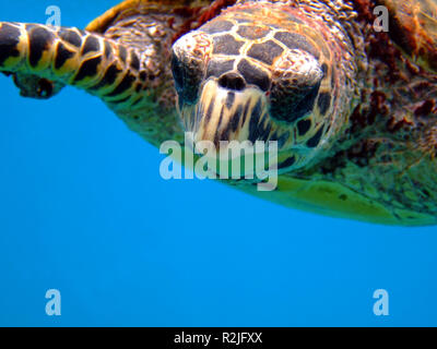La tortuga carey Foto de stock