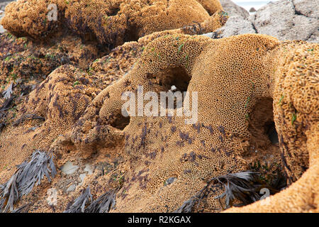 Gusanos (Sabellaria alveolata panal) sobre las rocas expuestas en la marea baja en Duckpool Bay. Cerca de Bude, North Cornwall Foto de stock