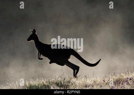 Hembra canguro gris occidental saltando con Joey en la bolsa shilloutte contra la niebla de la mañana Avon Valley, Australia Occidental Foto de stock
