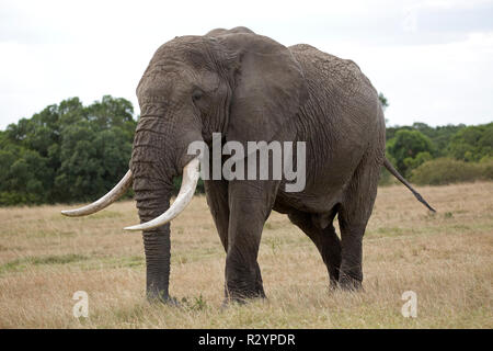 Único gran toro elefante africano Loxodonta africana Lewa Wildlife Conservancy Kenya