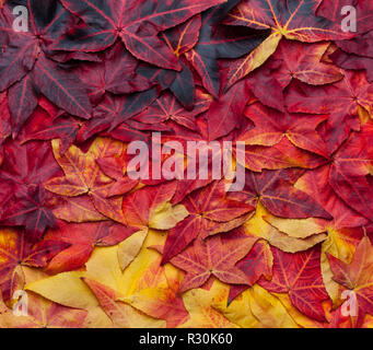 Hermoso collage fondo de hojas de otoño de amarillo a rojo oscuro