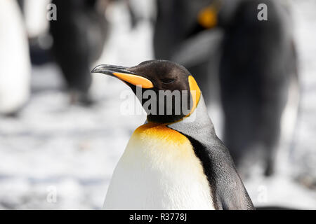 Close-up de un pingüino rey en la llanura de Salisbury en Georgia del Sur en la Antártida