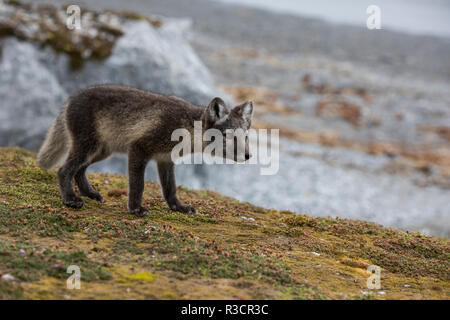 Noruega, Svalbard, Spitsbergen. Hornsund, Gnalodden, Arctic Fox (Vulpes lagapus) con pelaje de verano.
