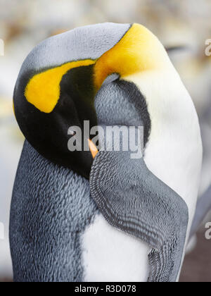 Pingüino Rey (Aptenodytes patagonicus) sobre las Islas Malvinas en el Atlántico Sur. Foto de stock