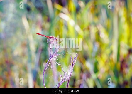 Libélula roja sentada sobre una ramita seca