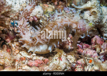 Espinosa seahorse [Hippicampus histrix]. Puerto Valera, Filipinas. Foto de stock