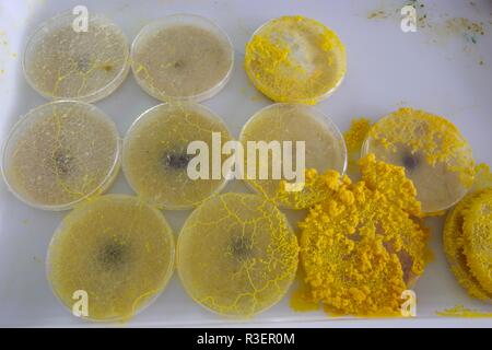 Limo amarillo Molde (Physarum polycephalum) creciente y de la red de Petri con agar. Proyecto de laboratorio de biología, Escocia, Reino Unido. Foto de stock